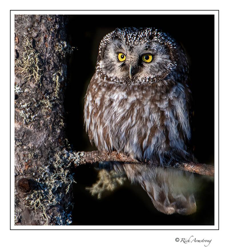 boreal owl 6.jpg